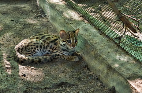 7 animales originarios de Rusia | Blog de ALAR, Universidades en Rusia, Estudios en Rusia 7 animales originarios de Rusia | Blog de ALAR, Universidades en Rusia, Estudios en Rusia