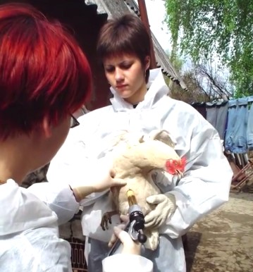 articulo-belgorod-veterinaria2