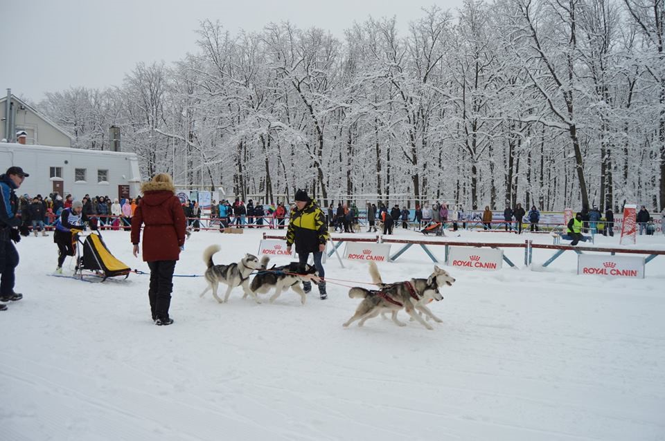 Carrera de trineos jalados por huskies siberianos