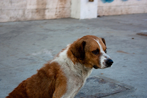 Curiosidades de Rusia: Los perros callejeros de Moscú